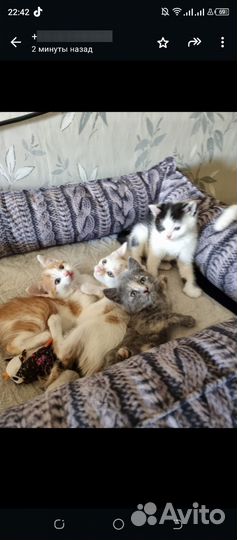 Котята