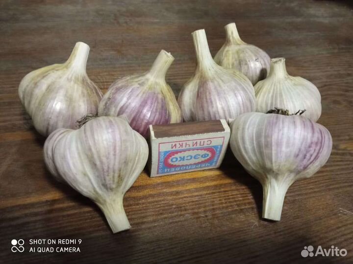 Домашний чеснок