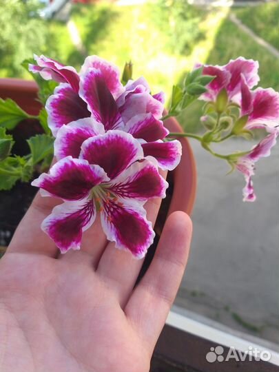 Пеларгония королевская, бегония, клеродендрум