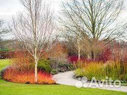 Дерен отпрысковый 'Флавирамеа'