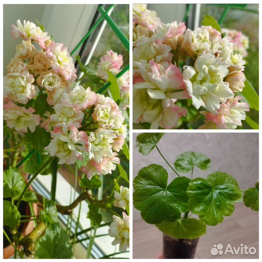 Комнатные растения
