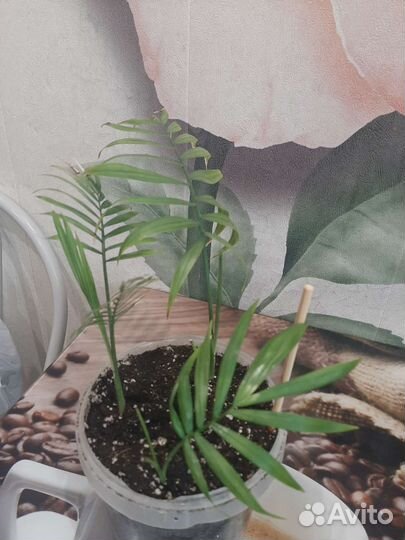 Филодендрон и Хамедорея