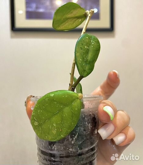 Растения все по одной цене