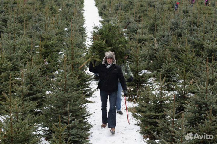 Живые Сосны оптом Ели Новогодние