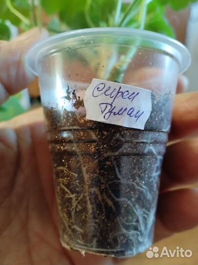 Пеларгония герань