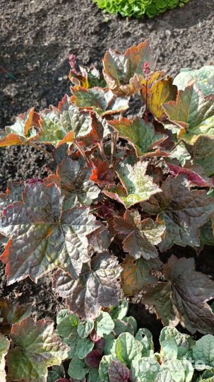 Продам излишки растений из своего сада