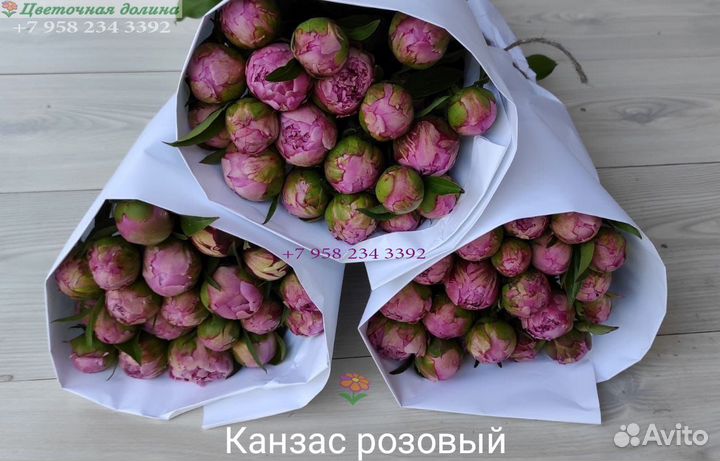 Пионы оптом