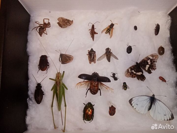 Засушенные насекомые