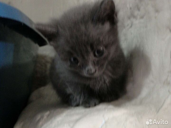 Котята пушистики