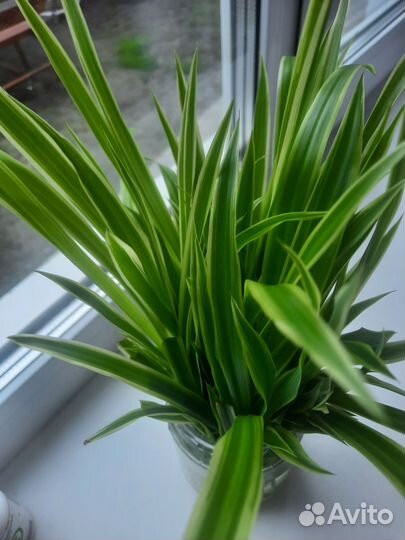 Хлорофитум кудрявый