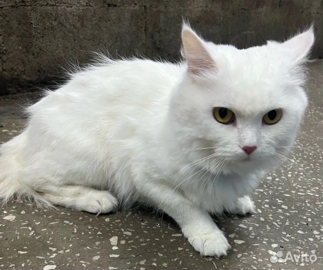 Турецкая ангора
