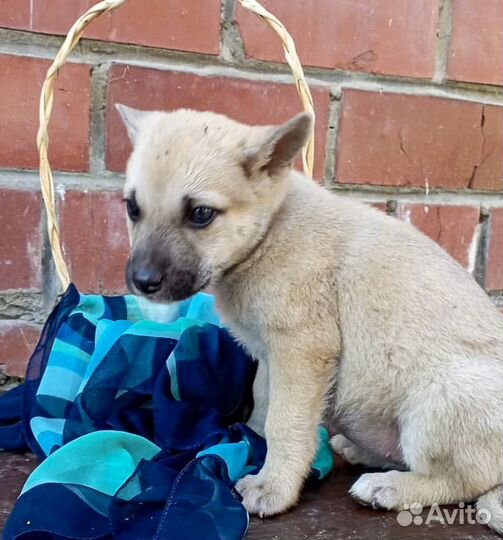 Щенок-девочка Кукла в дар