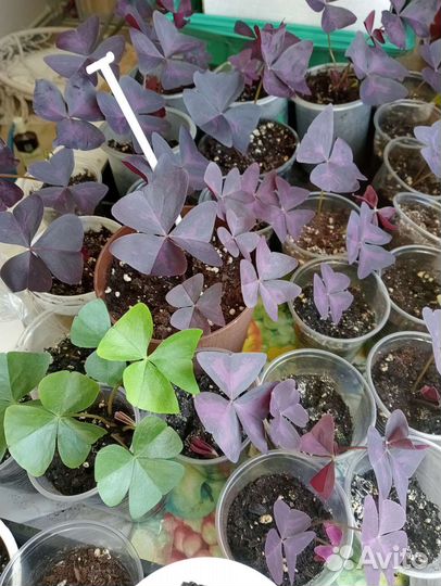 Счастье в дом - Кислица оксалис