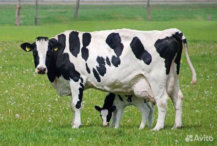 Продаю корову 5 отел виловатово 80 Т.Р