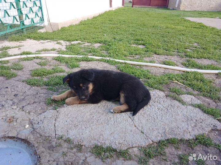 Щенки немцы
