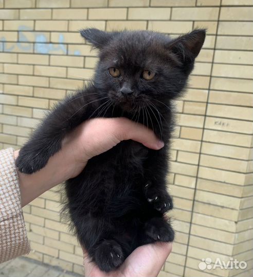 Котята ищут дом