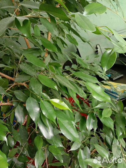 Фикус бенджамина до потолка