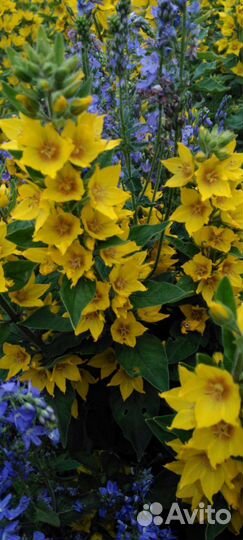 Форзиция, спирея, бузина чёрная и другие