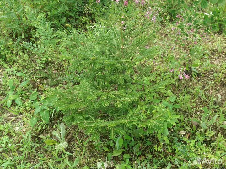 Саженцы хвойных пород