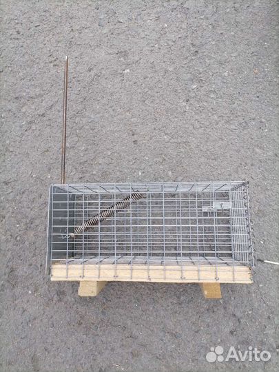 Хомяколовка крысоловка