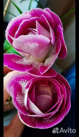 Глоксиния махровая