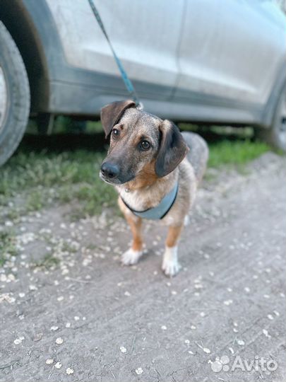 Маленькая собака мальчик