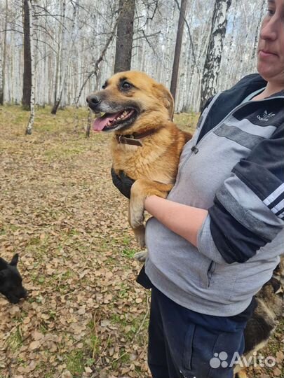 Собака Наташка