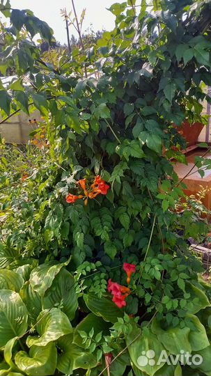 Лиана Кампсис