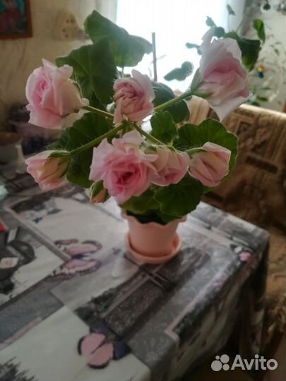 Пеларгония герань, колеус, фиалка детки