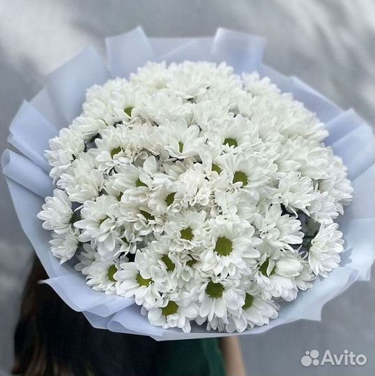 Хризантема