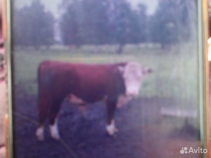 Продажа быков породы герефорд на племя