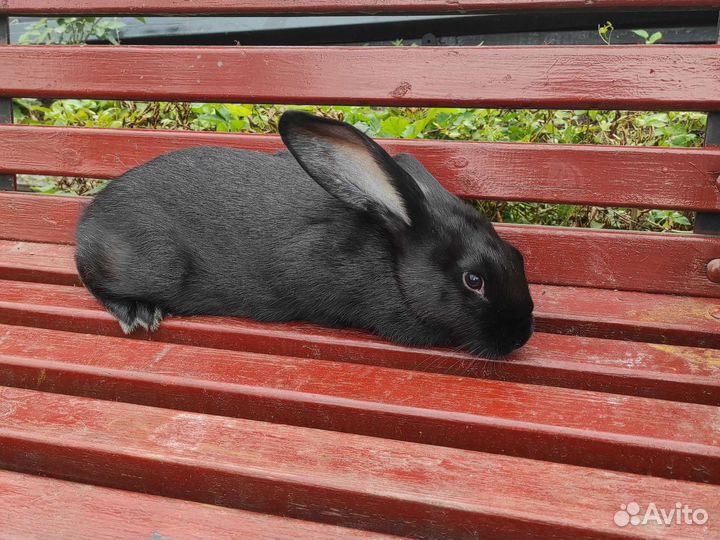 Парное мясо кролика (тушка)