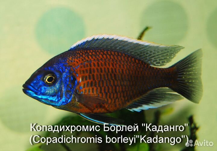 Рыбы цихлиды
