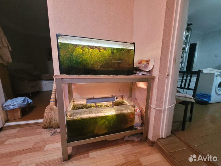 Отдам бесплатно