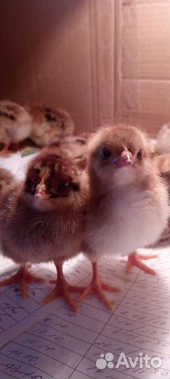 Кучинская юбилейная инкубационное яйцо