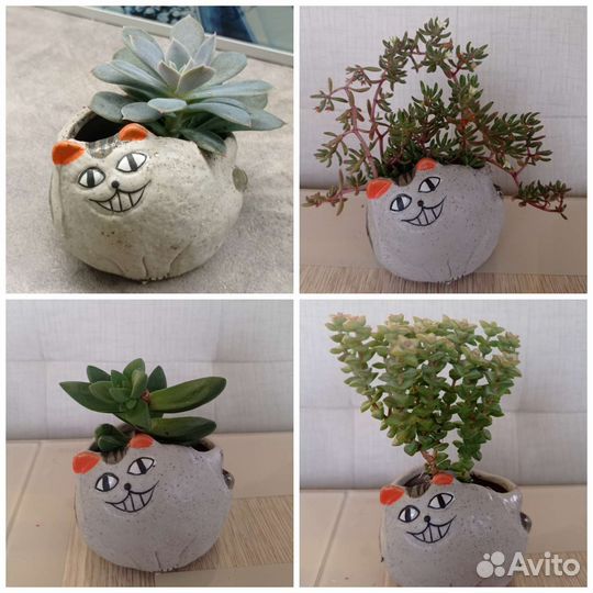 Суккуленты