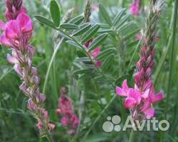 Эспарцет (семена)