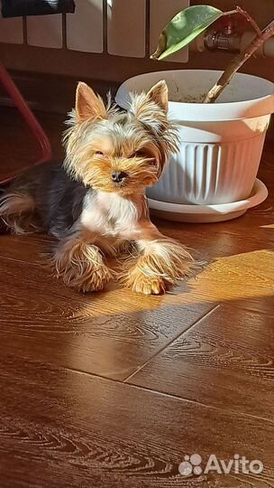 Вязка Йоркширский терьер