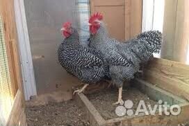 Куры несушки кучинская юбилейная