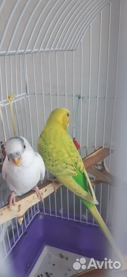 Волнистые попугайчики, пара