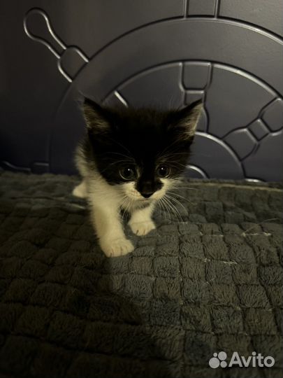 Котята ищут дом