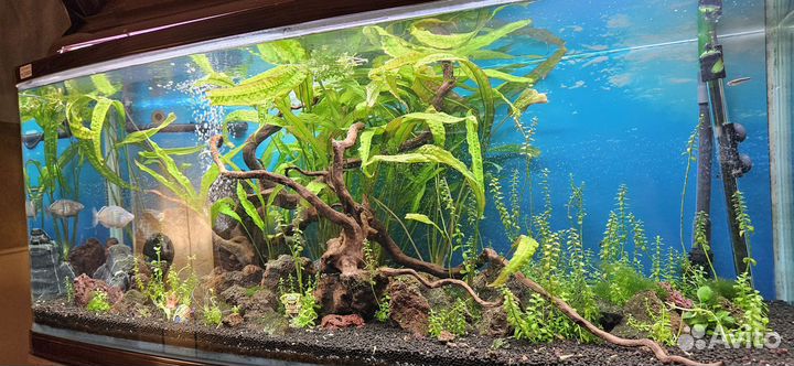 Аквариум