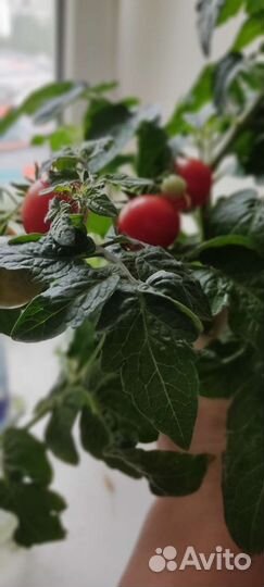 Рассада помидор продажа