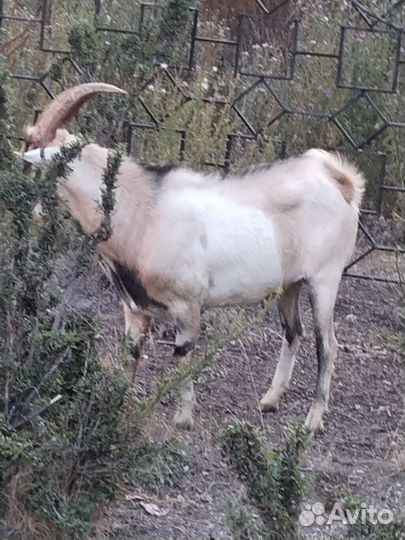 Козел, половозрелый