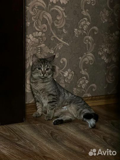Кошка Луша