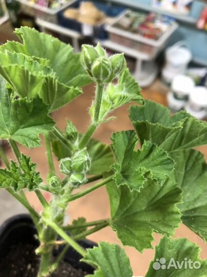 Пеларгония герань королевская