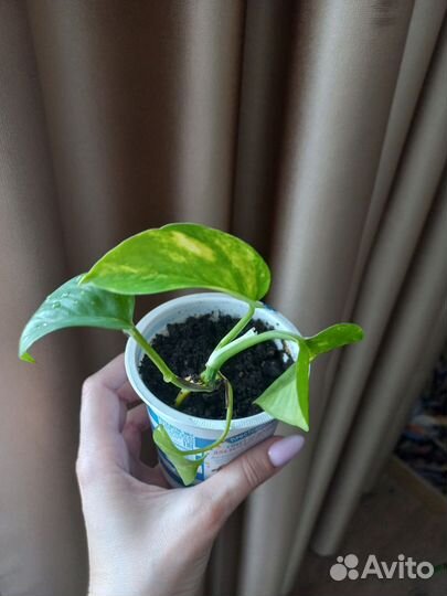 Комнатные растения