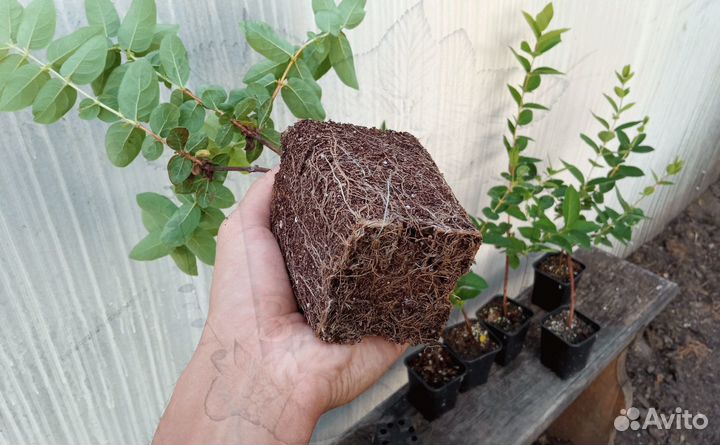 Жимолость - саженцы зкс