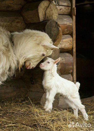 Козы и козлята