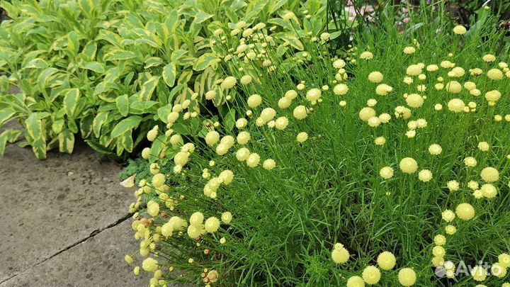 Санталина зеленая